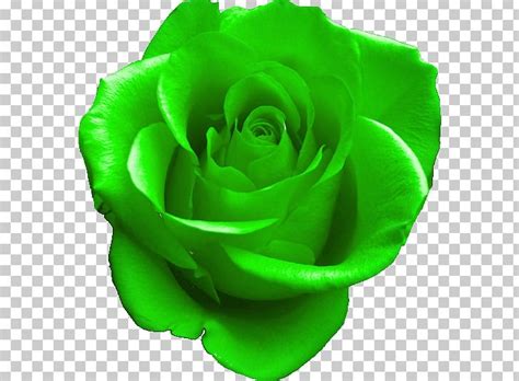 Green Rose Clipart 65px Image 6