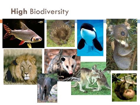 PPT Biodiversity And Ecosystem Stability PowerPoint Presentation