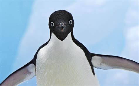 Smiling Penguin Wallpapers And Images Wallpapers Pictures Photos