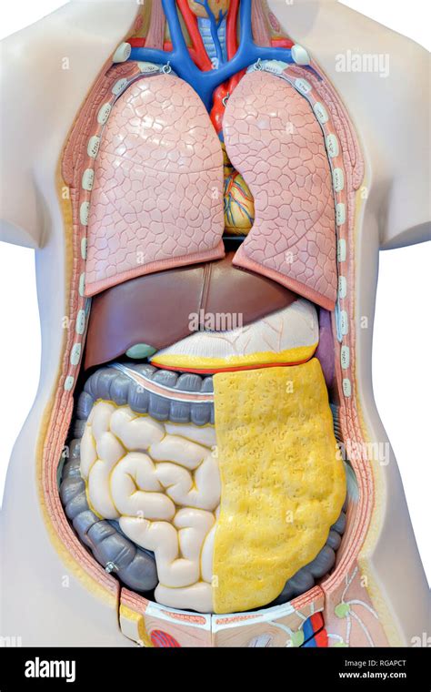Anatomy Model Of The Internal Organs Of The Human Body For Use In