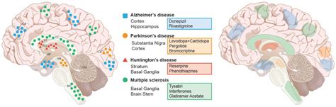 In idiopathic parkinson's disease, progression tends to be slow and variable. Brain Sciences | Free Full-Text | Neurodegenerative Diseases: Regenerative Mechanisms and Novel ...