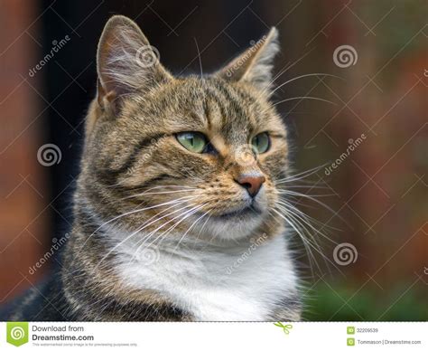 Cat Royalty Free Stock Images Image 32209539