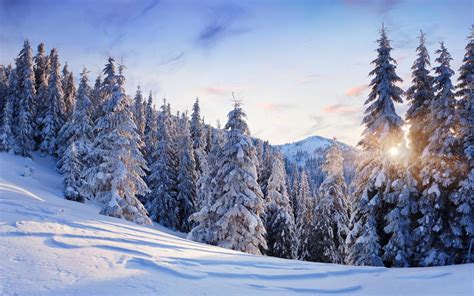 High Resolution Trees Winter Sunlightlandscapes Snow