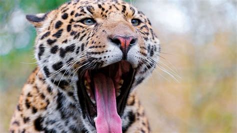 Download Wallpaper 1600x900 Jaguar Face Teeth Spots Big Cat
