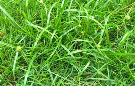 Common Lawn Weeds Nutsedge