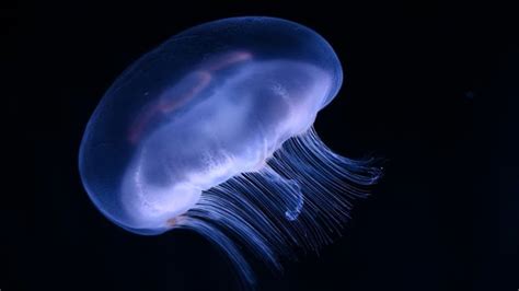 Aussie Scientists Find Antidote For Deadly Box Jellyfish Sting Daily