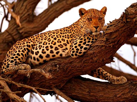 Leopard Wildlife Animals Wallpaper 🔥 Top Free Wallpapers