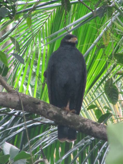 Big Bird Gandoca Manzanillo Reserve South Of Puerto Viejo Flickr