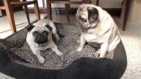 I put my greats up too soon. FUNNY PUG VIDEOS : AWESOME PUGS ! - YouTube