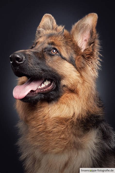 Portrait Of A Young German Shepherd German Shepherd Photography