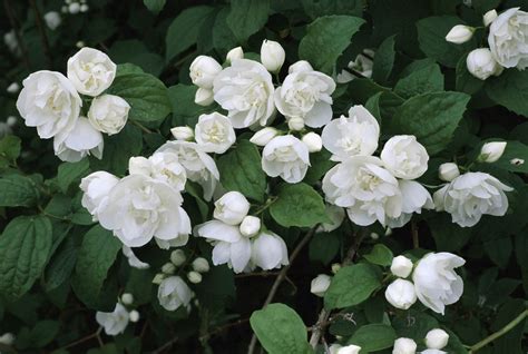 10 Best Shrubs With White Flowers White Flowers Garden Bush With