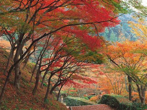 Sfondo gruppo autunno arancio foglie. Autunno Montagna Sfondi Desktop | Sfonditu