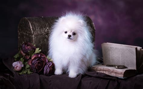 Download Wallpapers Fluffy White Pomeranian Funny White