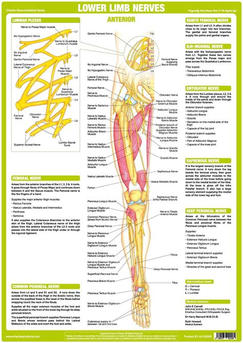Unique Set Of 6 Charts Illustrating And Explaining The Human Nervous System Showing Major Nerves