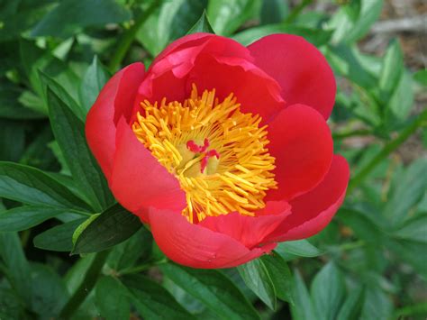 Peony National Arboretum Spring Flowers Img8873 Flickr