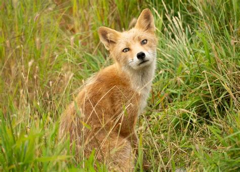 Bold Curious Kodiak Island Fox Exploring Nature By Sheila Newenham