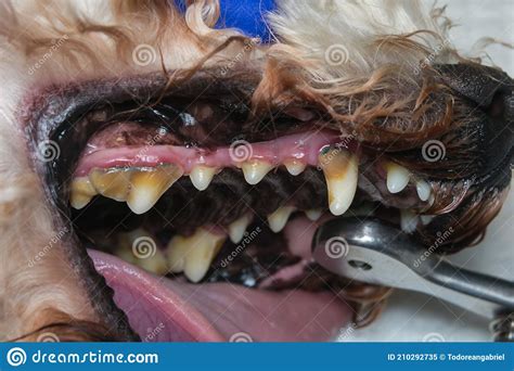 Close Up Photo Of A Dog Teeth With Tartar Or Bacterial Plaque Stock