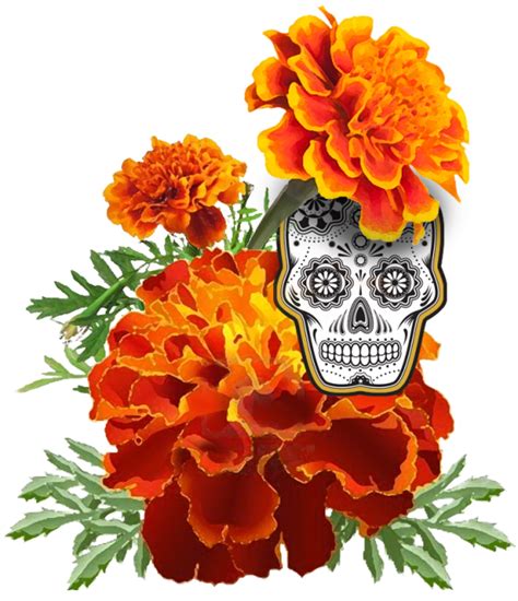 Maybe you would like to learn more about one of these? Library of dia de los muertos marigold skull graphic png ...