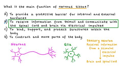 Question Video Describing The Function Of Nervous Tissue Nagwa