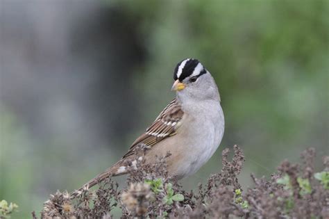 White Crowned Sparrow Birds Of Quail Valley And Fort Bend