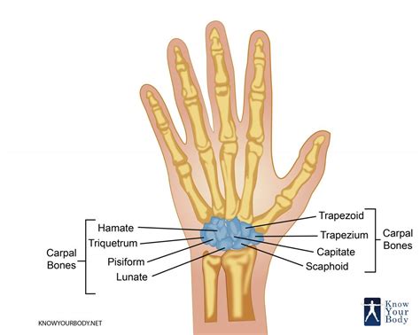 Carpal Bones Wrist Bones Anatomy Structure And Faqs