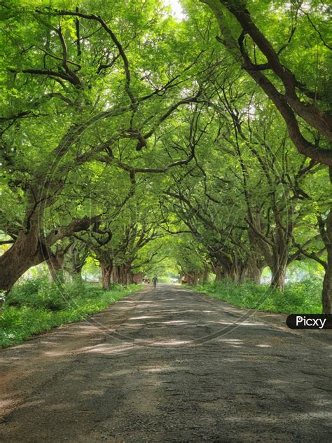 Image Of Road Covered With Trees Sm525106 Picxy