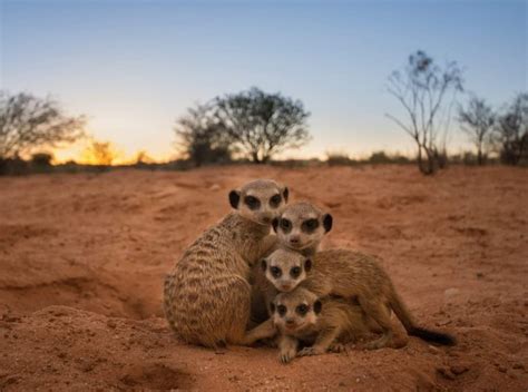Kalahari Trails Meerkat Sanctuary