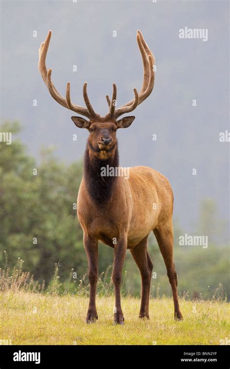 Captive Bull Roosevelt Elk Mit Geweih In Samt Steht Warnung Im Alaska