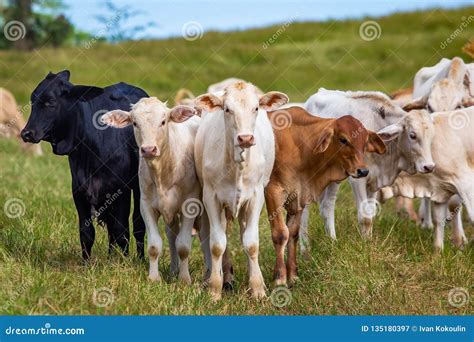 Beautiful Cattle Standing In The Field Of Grass In Farm Stock Image