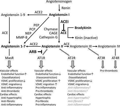 Difference Between Ace Inhibitors And Sartans Rpharmacology