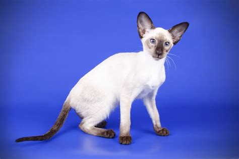 8 Types Of Siamese Cats The Ultimate Guide Cat Mania