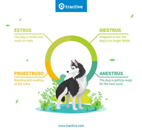 The Dog In Heat Guide Symptoms Facts And More Tractive