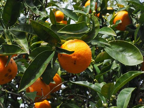 Orange Fruit Tree Citrus Free Photo On Pixabay Pixabay