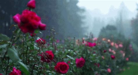Pin By Indel Vel On Flor Rain Gif Nature Gif Beautiful Nature