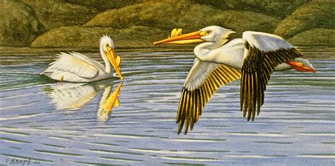 Breeding Season White Pelicans Painting By Paul Krapf