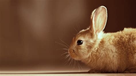 Free Bunny Wallpapers Wallpaper Cave