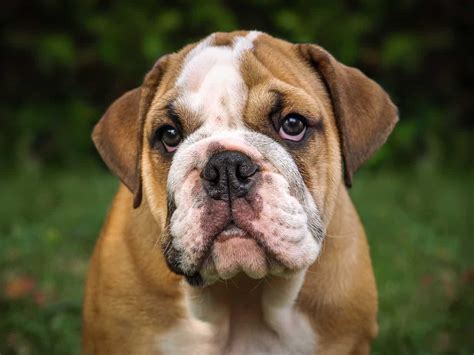 6 Reasons Your English Bulldog Has Bald Patches Dbldkr