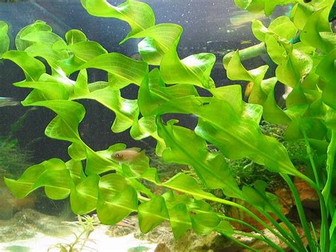 Crispus has put up three flower spikes over the last two m > although the plant seems healthy. FS April Plant listing - New Specials & 1x Rare Crypt ...