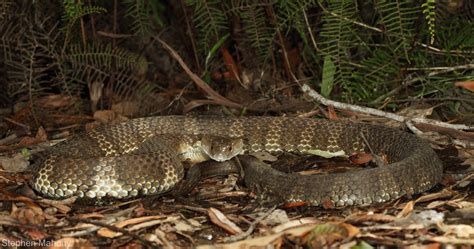 Notechis Scutatus An Eastern Tiger Snake From The New Engl Flickr