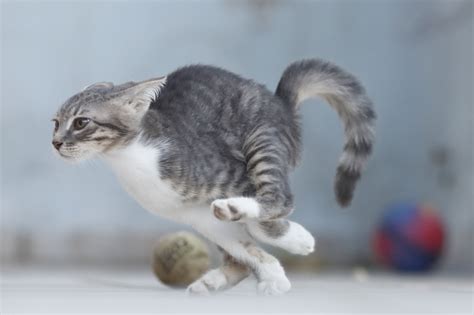Cat Running To Play 1920 X 1080 Rpics