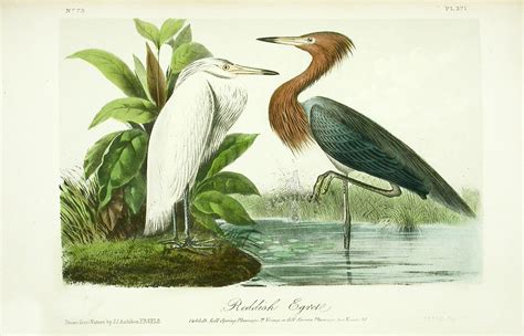 John James Audubon Birds of America 1871 Complete 8 Volumes from Panteek Antique Prints