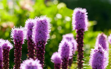 Simply cover seeds once sown. THIS IS WHAT INSPIRES ME: Mail-Order Wish List: Liatris ...