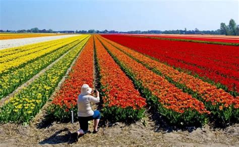 Festival De Flores De Holambra Previsto Para Acontecer Em Campos J3news