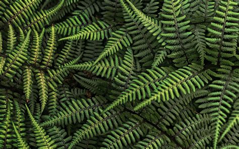 Nature Ferns Leaves Wallpapers Hd Desktop And Mobile