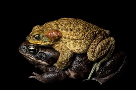 Cane Toad National Geographic Amphibians Animals Amphibians