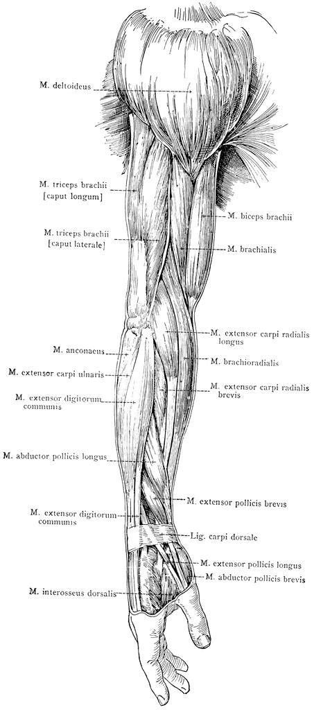 Lateral View Of The Superficial Muscles Of The Arm Clipart Etc