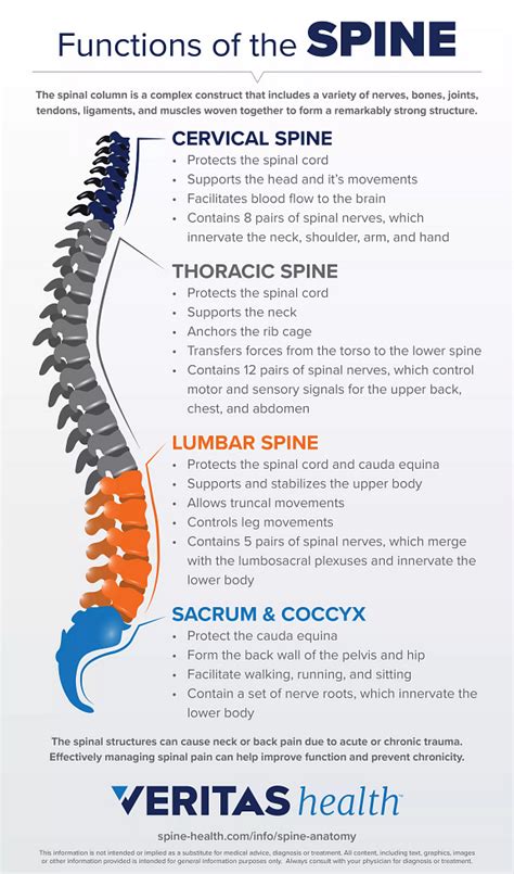 Functions Of The Spine Spinal Nerves Anatomy Nerve Anatomy Human