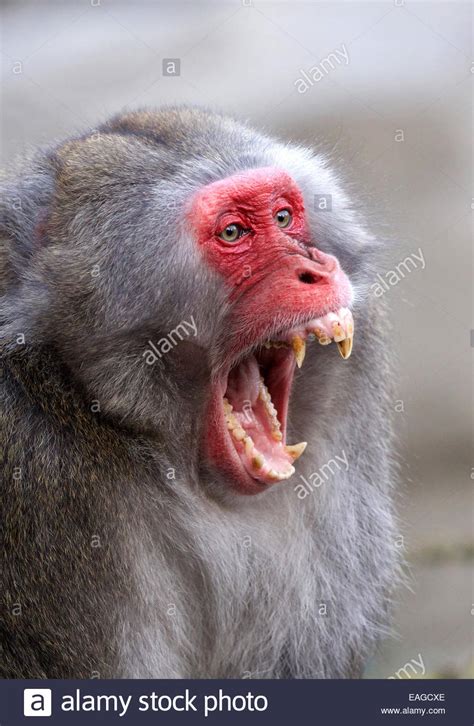 A Male Japanese Macaque Snow Monkey Bares His Teeth Stock Photo