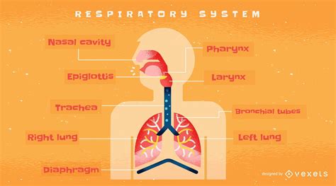 anatomy of the respiratory system infographic part poster etsy sexiz pix