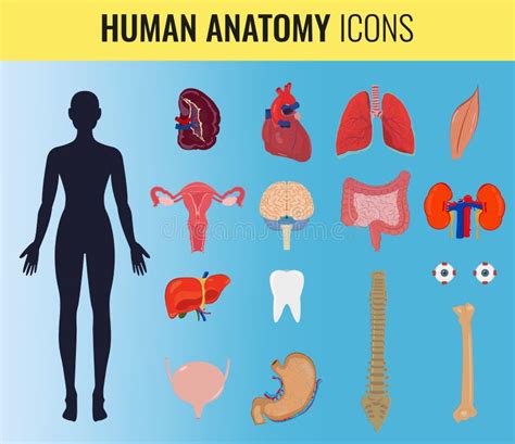 Human Organ Anatomy Set Vector Stock Vector Illustration Of Diagram